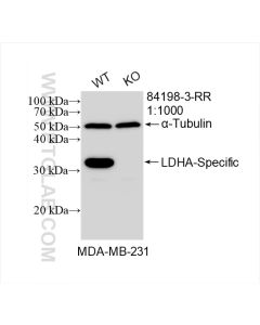 LDHA-Specific Recombinant monoclonal antibody proteintech 84198-3-RR