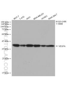 VEGFA Recombinant monoclonal antibody proteintech 81323-2-RR
