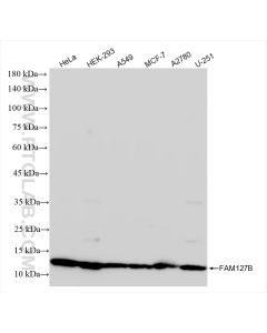 FAM127B Recombinant monoclonal antibody proteintech 83862-1-RR