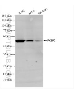 FKBP5 Recombinant monoclonal antibody proteintech 86189-2-RR