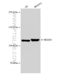 NEDD4 Recombinant monoclonal antibody proteintech 83112-1-RR