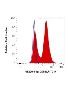 Anti-Mouse CD81 (EAT2) Proteintech  65220-1-Ig