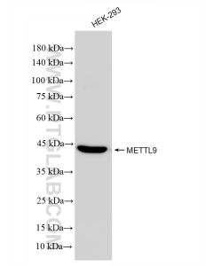 METTL9 Recombinant monoclonal antibody Proteintech  83531-5-RR