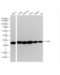 CDK2 Recombinant monoclonal antibody Proteintech  83635-2-RR