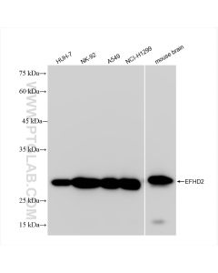 EFHD2 Recombinant monoclonal antibody Proteintech  83264-6-RR