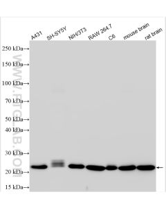 RAB7A Recombinant monoclonal antibody Proteintech  84741-1-RR
