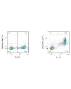 Anti-Mouse G-CSFR Rabbit Recombinant Antibody Proteintech  98503-2-RR