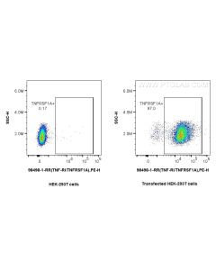 Anti-Mouse TNFR1/CD120a Rabbit Recombinant Antibody Proteintech  98498-1-RR