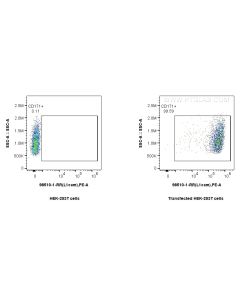 Anti-Mouse L1CAM/CD171 Rabbit Recombinant Antibody Proteintech  98510-1-RR