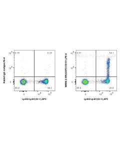 Anti-Mouse IGSF2/CD101 Rabbit Recombinant Antibody Proteintech  98596-2-RR