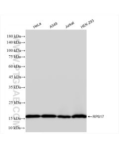 RPS17 Recombinant monoclonal antibody Proteintech  83848-4-RR
