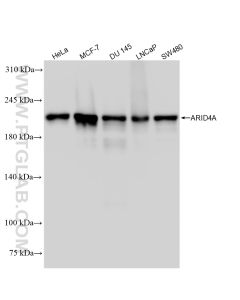 ARID4A Recombinant monoclonal antibody Proteintech  83489-1-RR