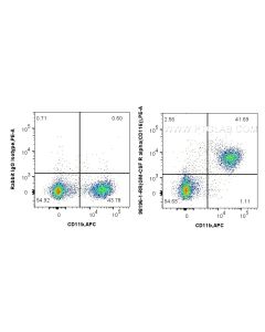 Anti-Mouse CSF2RA/CD116 Rabbit Recombinant Antibody Proteintech  98196-1-RR