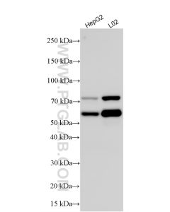 PCSK9 Recombinant monoclonal antibody Proteintech  84172-4-RR