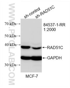 RAD51C Recombinant monoclonal antibody Proteintech  84537-1-RR