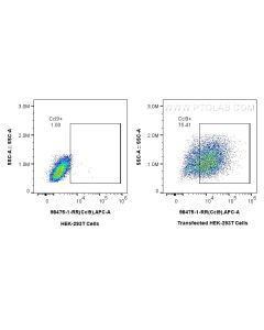 Anti-Mouse CCL9 Rabbit Recombinant Antibody Proteintech  98475-1-RR