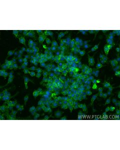 Anti-Mouse CD11b (M1/70) Rat IgG2a Recombinant Antibody Proteintech  65672-1-TR