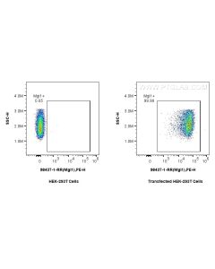 Anti-Mouse CLEC10A/CD301 Rabbit Recombinant Antibody Proteintech  98437-1-RR