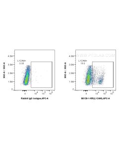 Anti-Human L1CAM/CD171 Rabbit Recombinant Antibody Proteintech  98130-1-RR