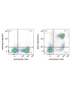 Anti-Mouse CD9 Rabbit Recombinant Antibody Proteintech  98270-1-RR