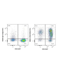 Anti-Human CD226 Rabbit Recombinant Antibody Proteintech  98002-2-RR