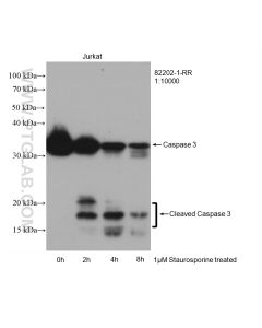 Caspase 3/P17/P19 Recombinant monoclonal antibody Proteintech  82202-1-RR