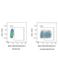 Anti-Human FGFR2/CD332 Rabbit Recombinant Antibody Proteintech  98244-1-RR