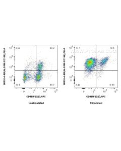 Anti-Mouse ALCAM Rabbit Recombinant Antibody Proteintech  98316-4-RR