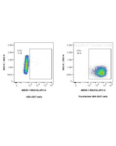 Anti-Mouse IL-16 Rabbit Recombinant Antibody Proteintech  98535-1-RR
