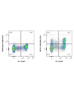 Anti-Mouse JAML Rabbit Recombinant Antibody Proteintech  98718-1-RR