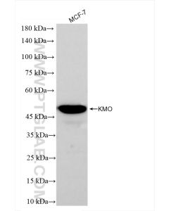 KMO Recombinant monoclonal antibody Proteintech  83812-1-RR
