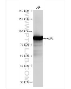 ALPL Recombinant monoclonal antibody Proteintech  82915-2-RR