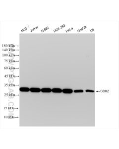 CDK2 Recombinant monoclonal antibody Proteintech  83635-4-RR