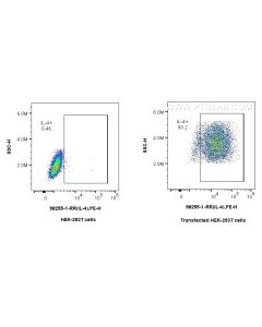 Anti-Rat IL-4 Rabbit Recombinant Antibody Proteintech  98255-1-RR