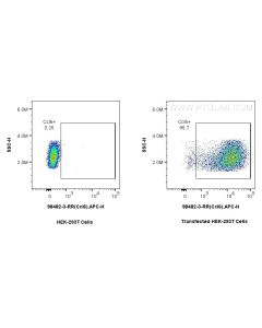 Anti-Mouse CCL6 Rabbit Recombinant Antibody Proteintech  98482-3-RR