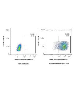 Anti-Mouse CCL22/MDC Rabbit Recombinant Antibody Proteintech  98501-2-RR