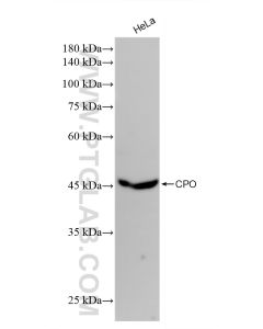 CPO Recombinant monoclonal antibody Proteintech  82952-2-RR