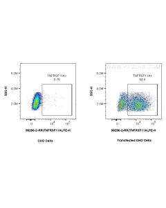 Anti-Human RANK/TNFRSF11A Rabbit Recombinant Antibody Proteintech  98296-2-RR