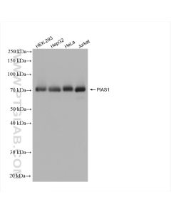 PIAS1 Recombinant monoclonal antibody Proteintech  82873-2-RR