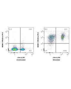 Anti-Mouse CD25/IL-2RA Rabbit Recombinant Antibody Proteintech  98288-1-RR