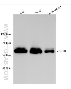 RELB Recombinant monoclonal antibody Proteintech  83305-6-RR