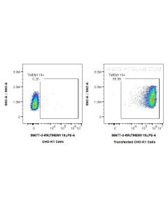 Anti-Human TMEM119 Rabbit Recombinant Antibody Proteintech  98677-3-RR