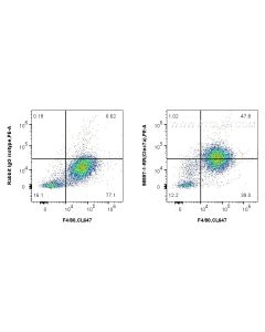 Anti-Mouse Dectin-1 Rabbit Recombinant Antibody Proteintech  98597-1-RR