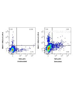Anti-Mouse CXCL1 Rabbit Recombinant Antibody Proteintech  98047-1-RR