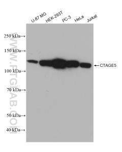 CTAGE5 Recombinant monoclonal antibody Proteintech  83017-2-RR