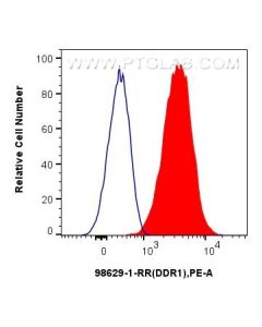 Anti-Rat DDR1/CD167a Rabbit Recombinant Antibody Proteintech  98629-1-RR