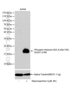 Phospho-Histone H2A.X (Ser139) Recombinant monoclonal antibody Proteintech  83307-2-RR