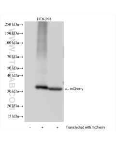 mCherry Recombinant monoclonal antibody Proteintech  81202-2-RR