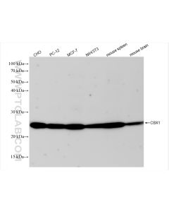 CBX1 Recombinant monoclonal antibody Proteintech  83248-3-RR
