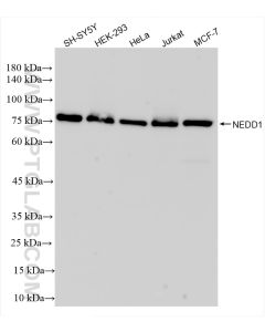 NEDD1 Recombinant monoclonal antibody Proteintech  83443-6-RR